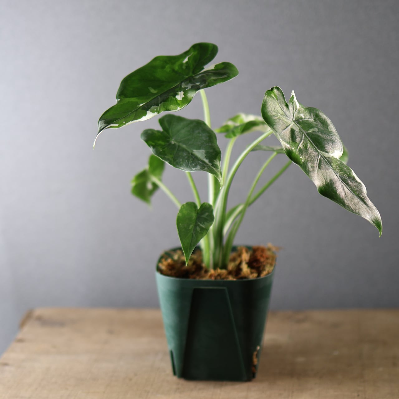 575『斑入り クワズイモ』観葉植物【送料無料】 | MARX PLANTS | 観葉