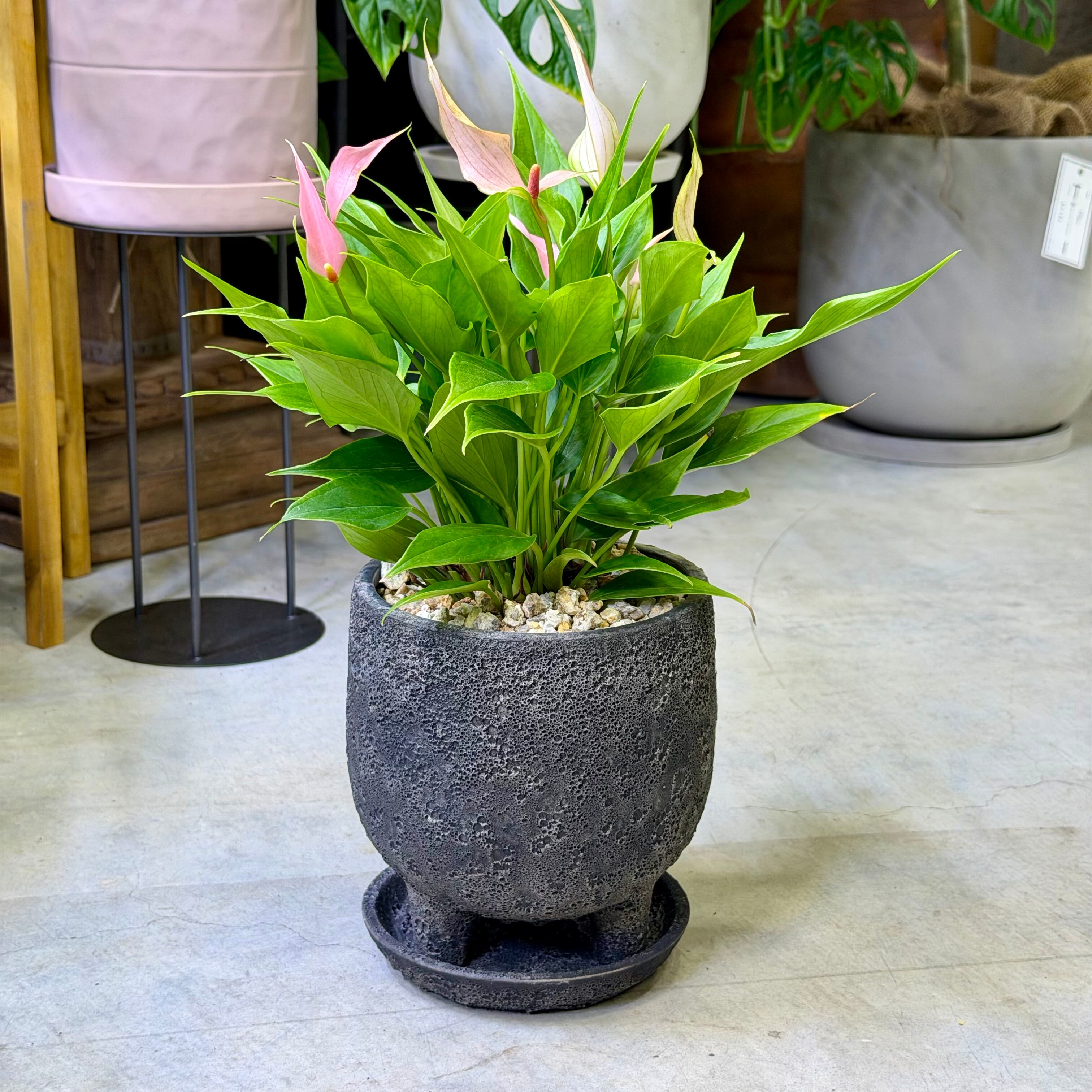 アンスリウム系 | barrelplants_BONSAI