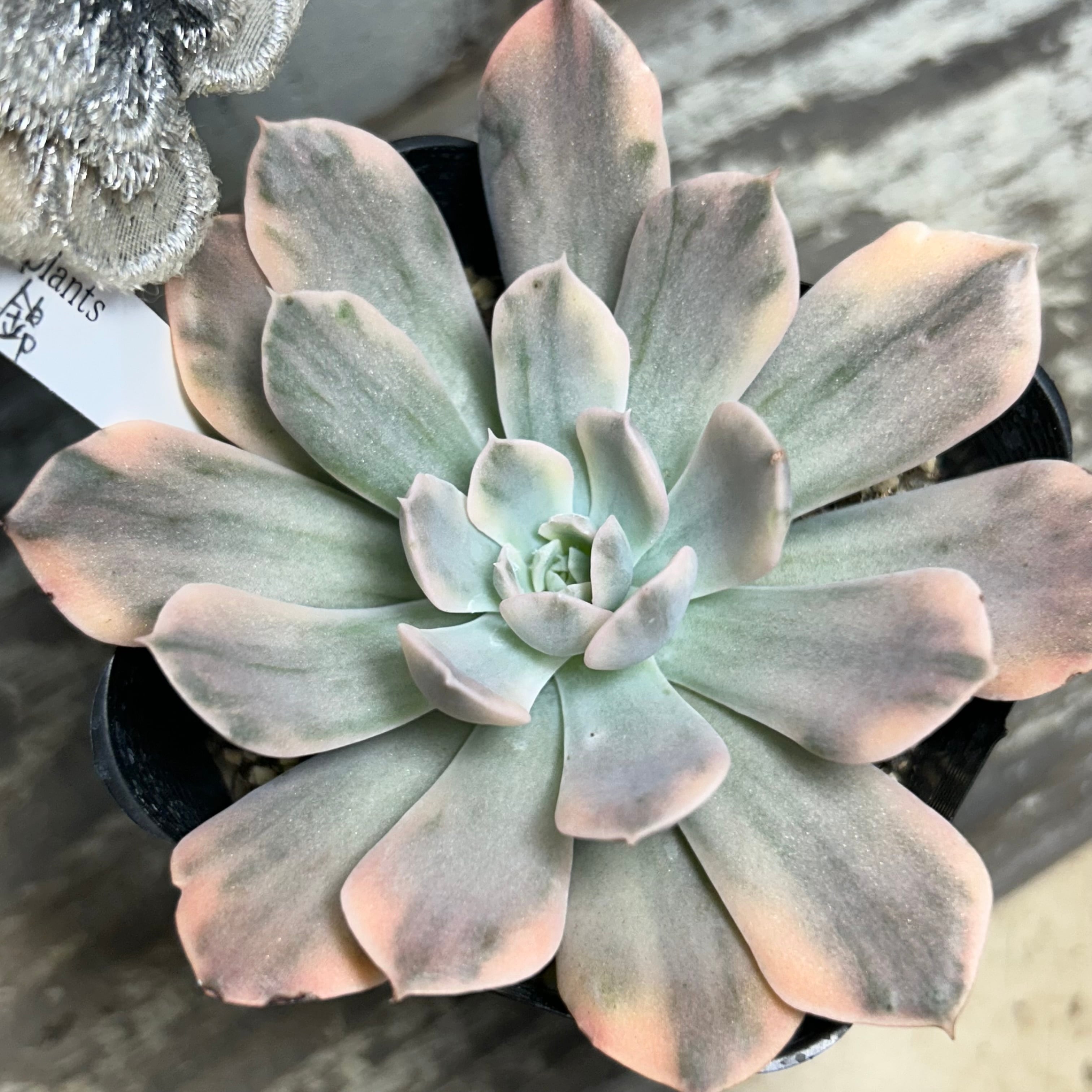 錦 | RuPo 多肉植物専門店