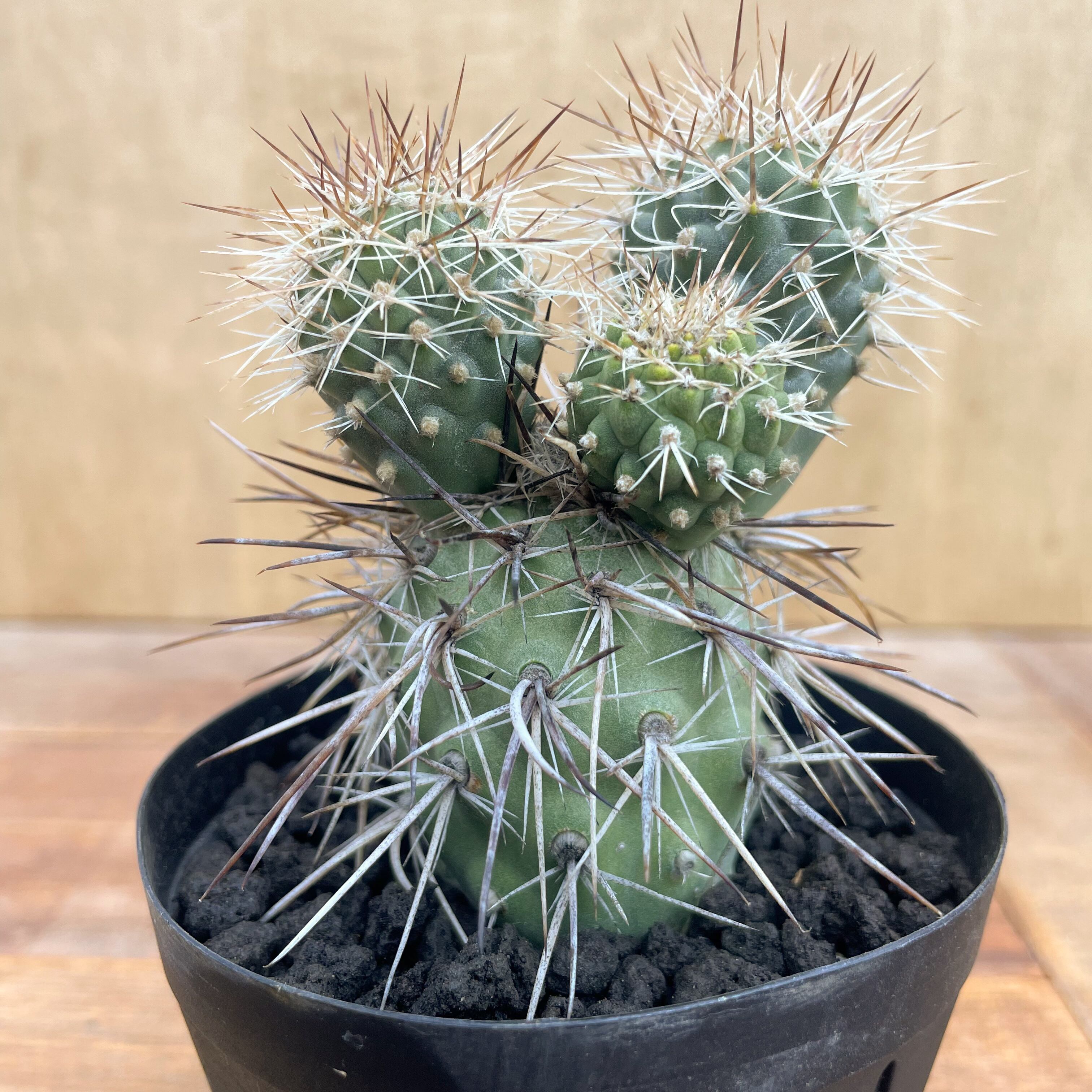 テフロカクタス ゲオメトリクス お買得3株セット サボテン 多肉植物