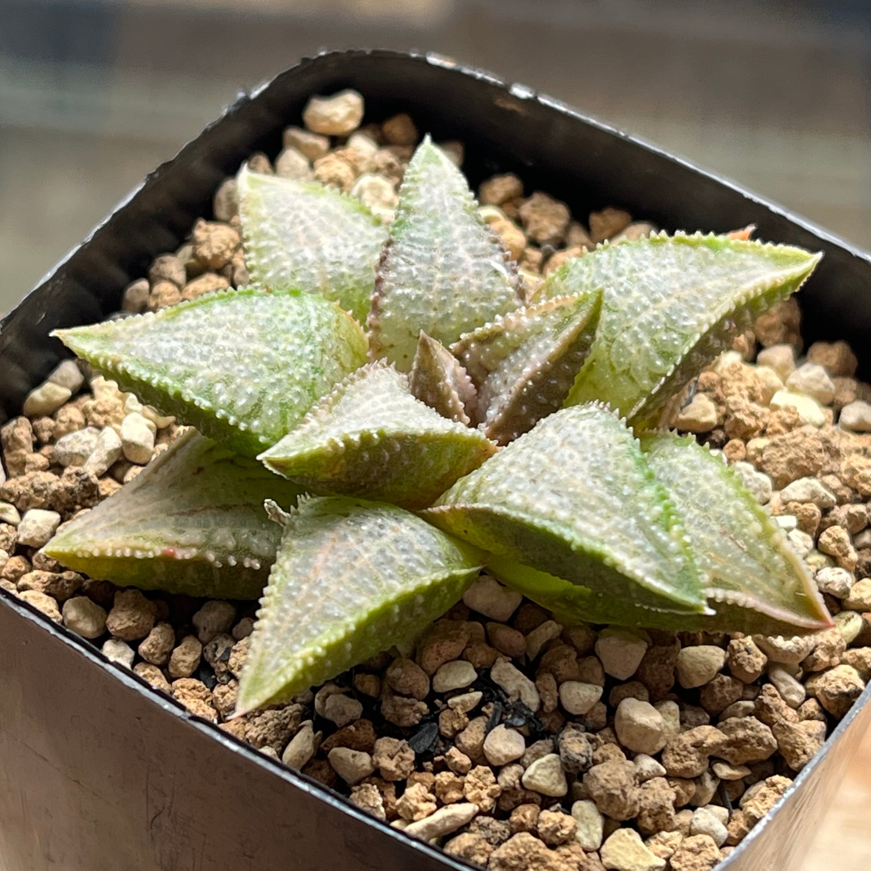 ハオルチア 万象錦 山之翠 | mocono_plants