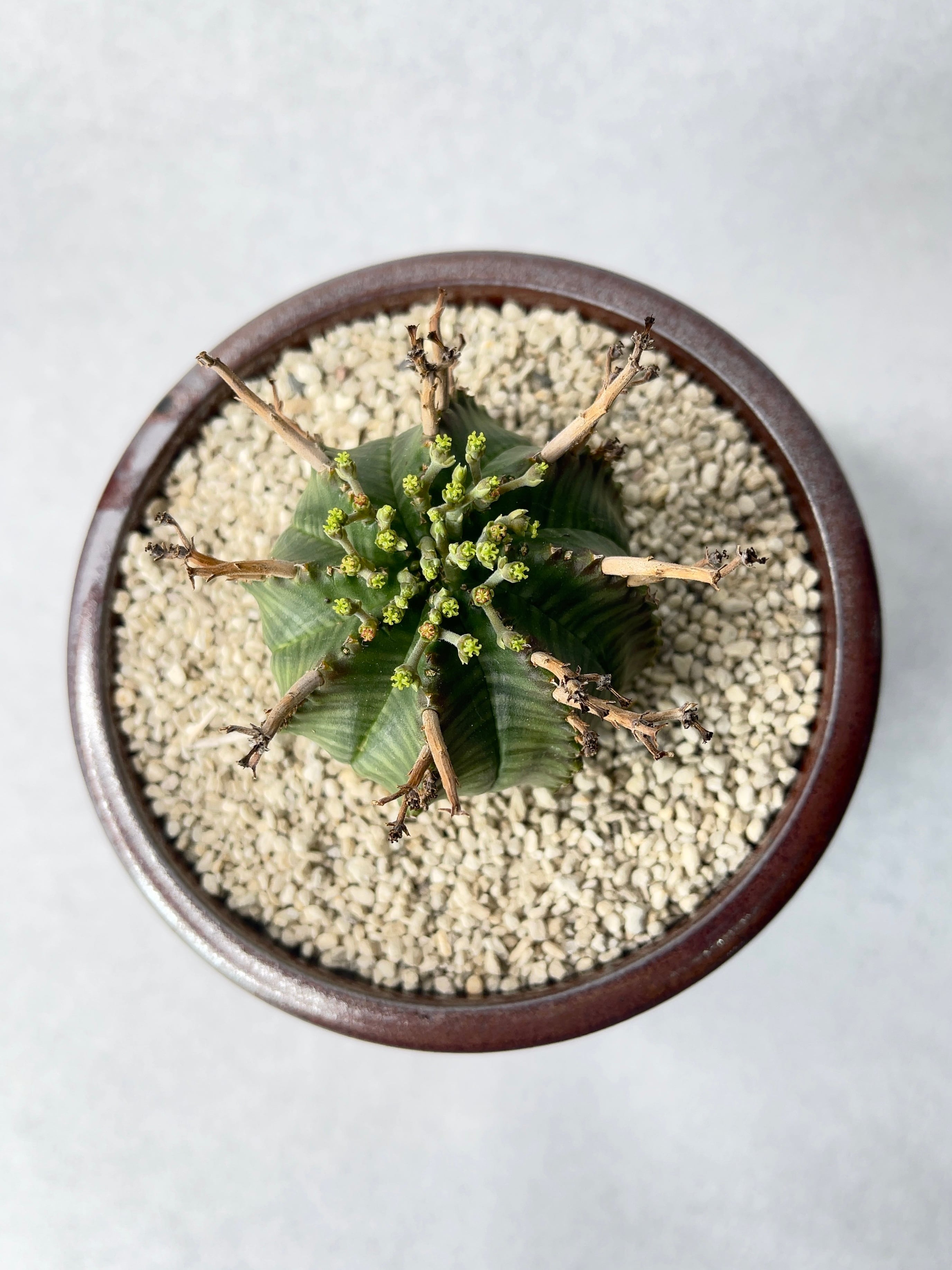 ユーフォルビア・バリダ♀ | trigger