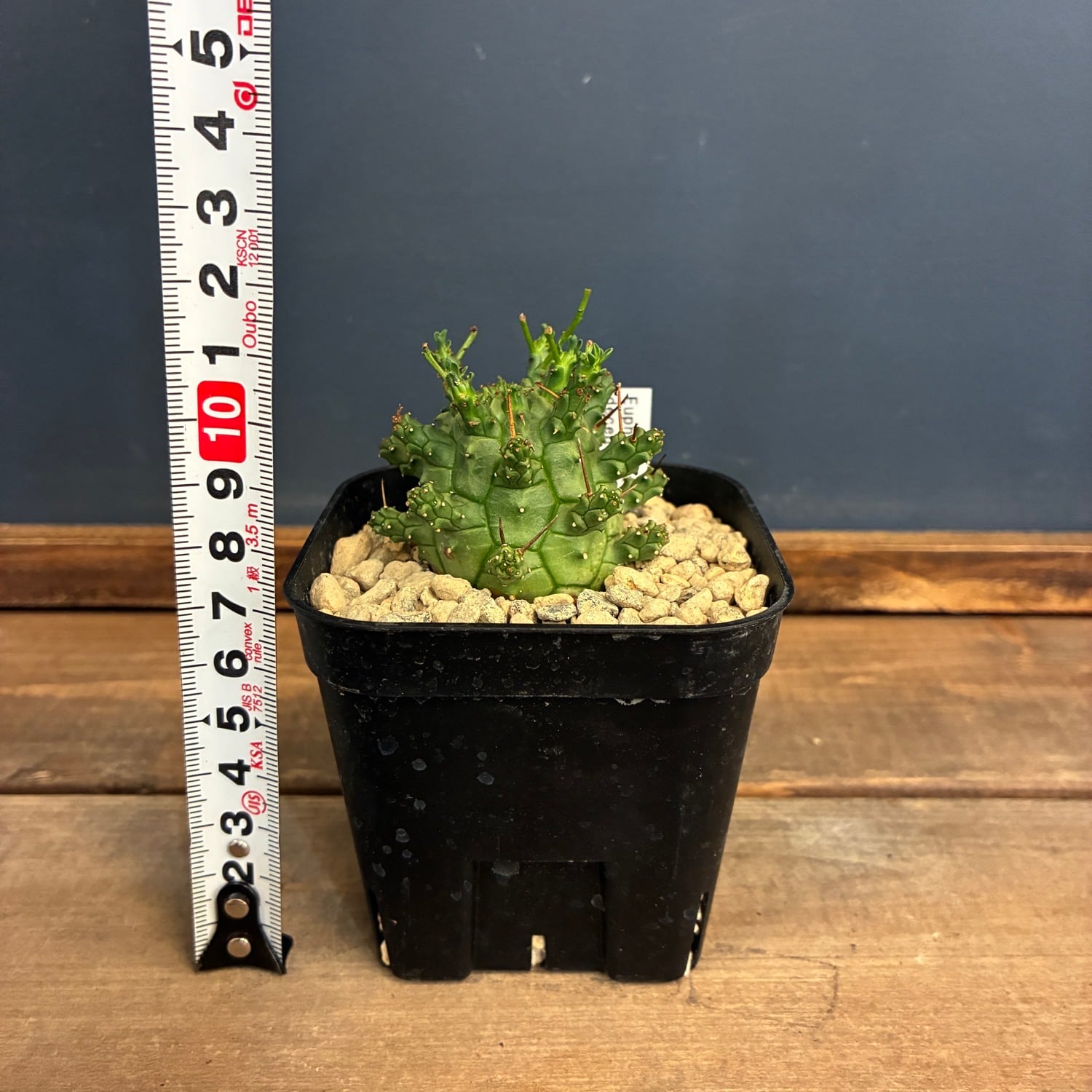 1万円以上10%OFFクーポン対象】ユーフォルビア デセプタ【866