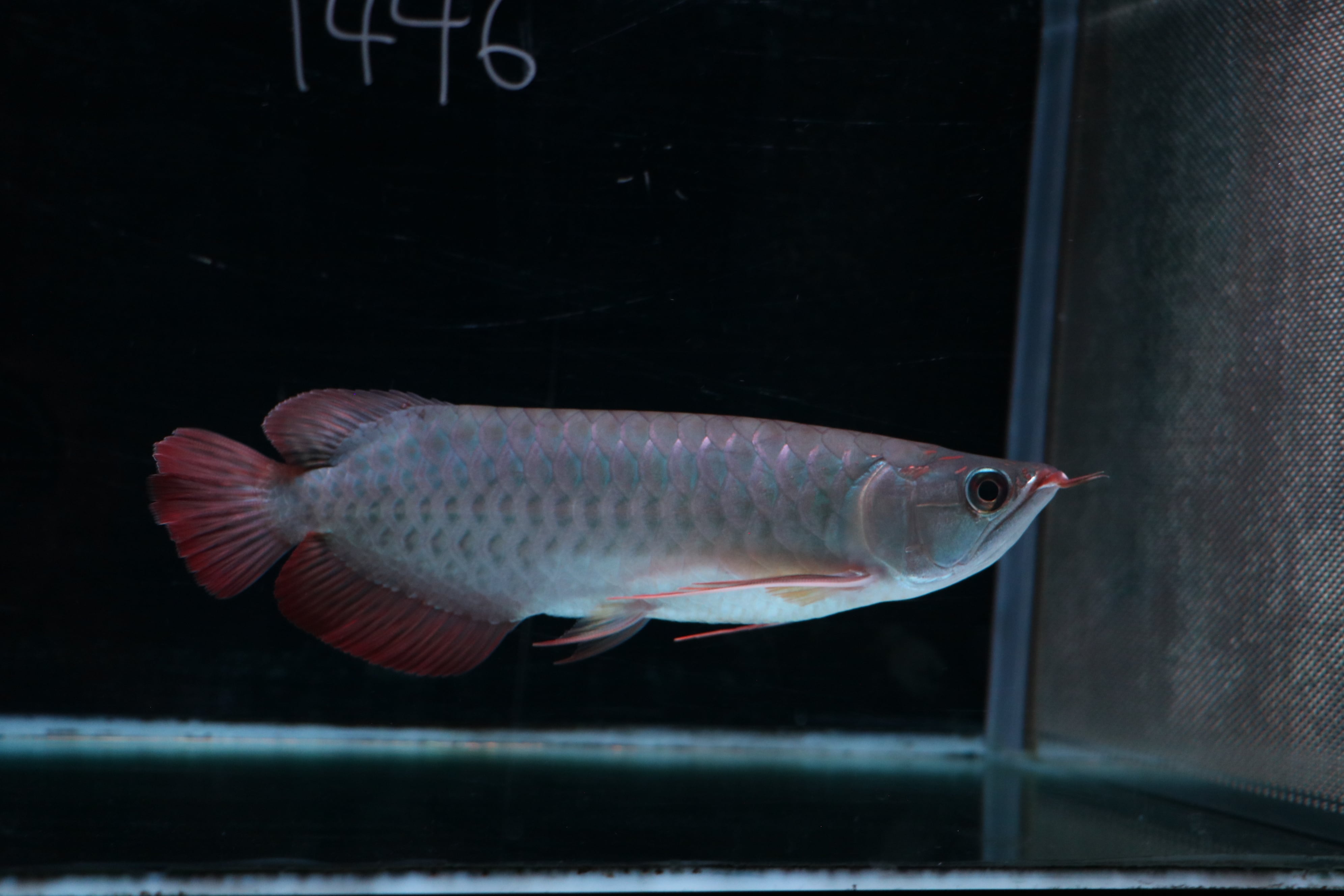 ダトニオプラスワン① ±39cm | アロワナ等の大型魚・熱帯魚の