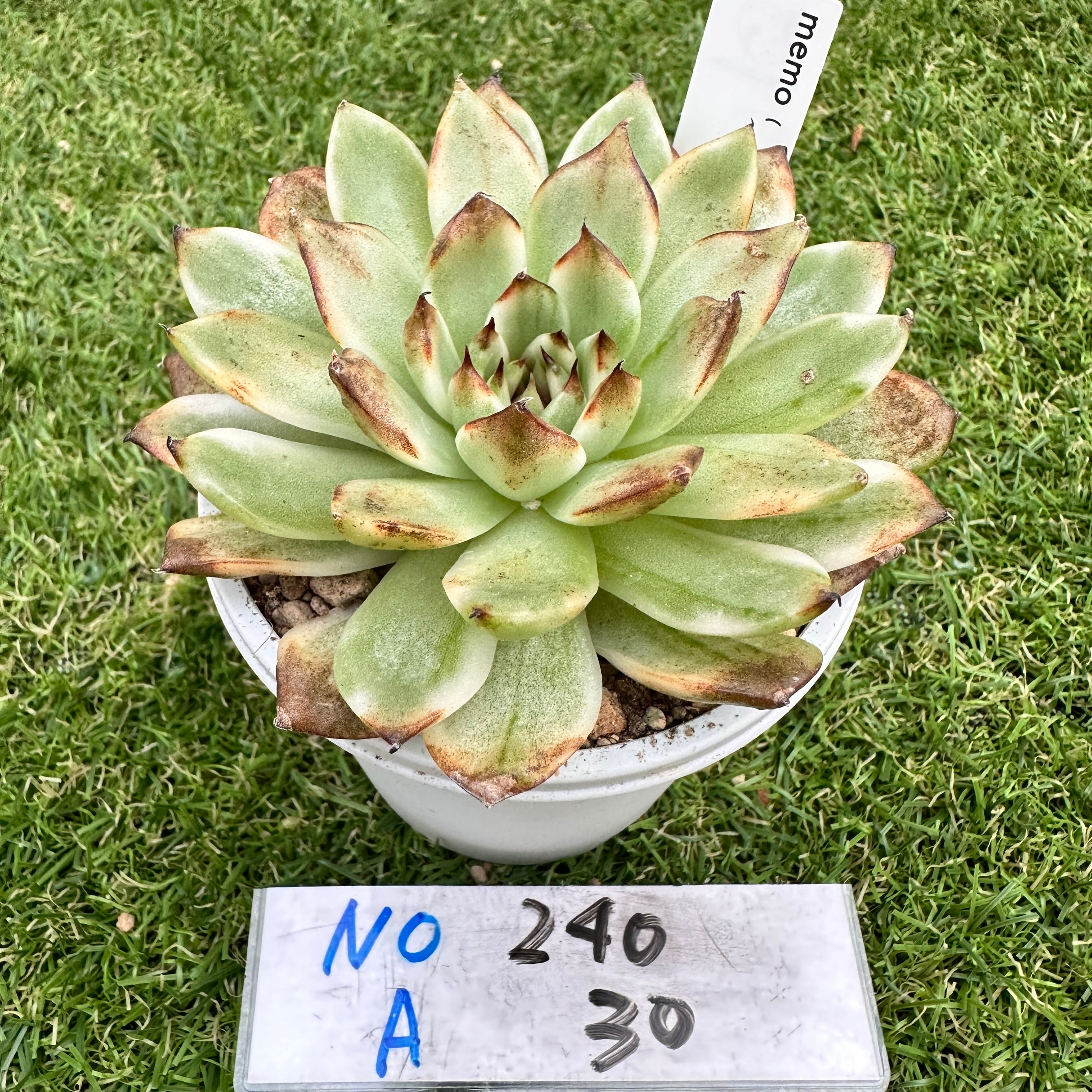 TOMOZOUEN