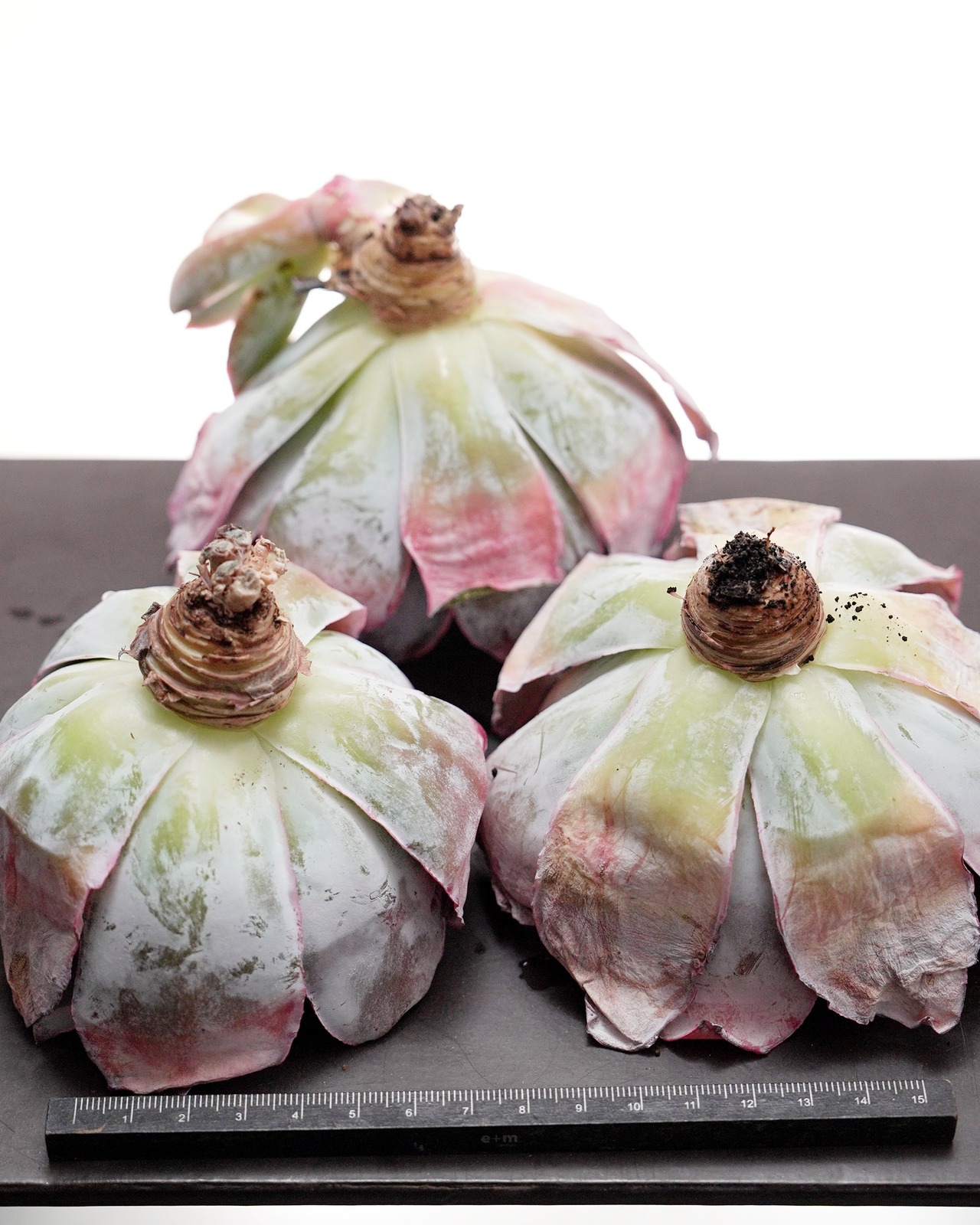 カット苗 カンテ 大株 Echeveria cante