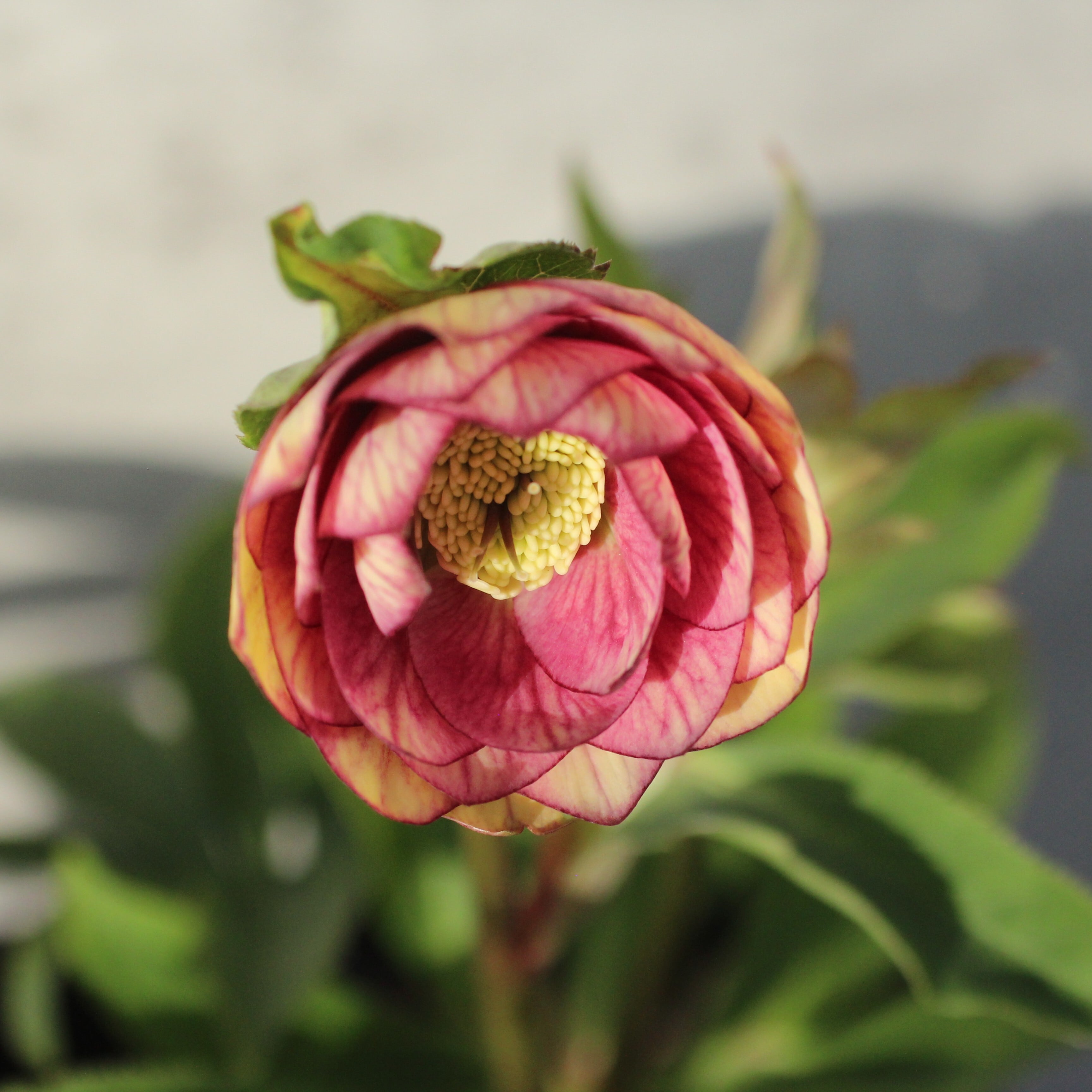 WS26-082 クリスマスローズ ウィンターシンフォニー イエロークレオン