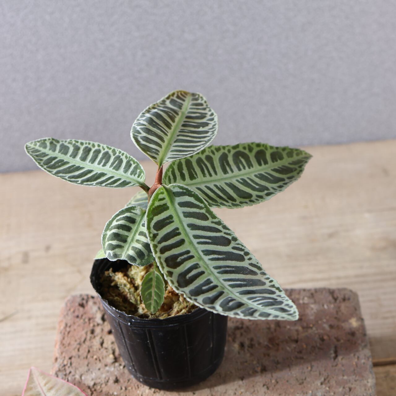 502 『アルディシア 2つセット』観葉植物【送料無料】 | MARX PLANTS