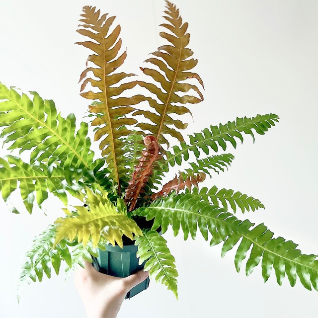 《希少》ブクレナム ブラジリエンセ Mサイズ  観葉植物 calm cafe