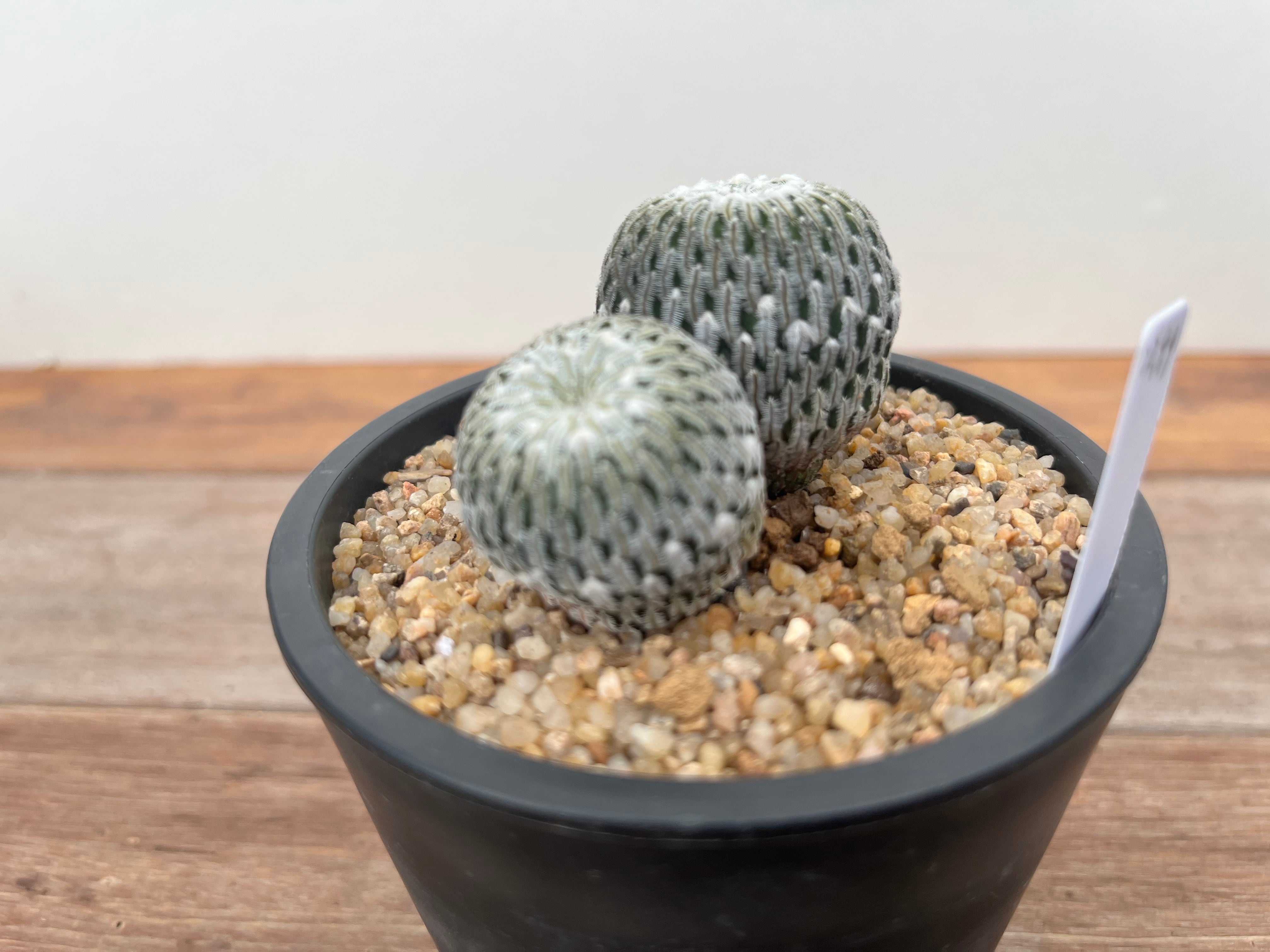 Turbinicarpus pseudopectinatus ツルビニカルプス 精巧殿 ダブル