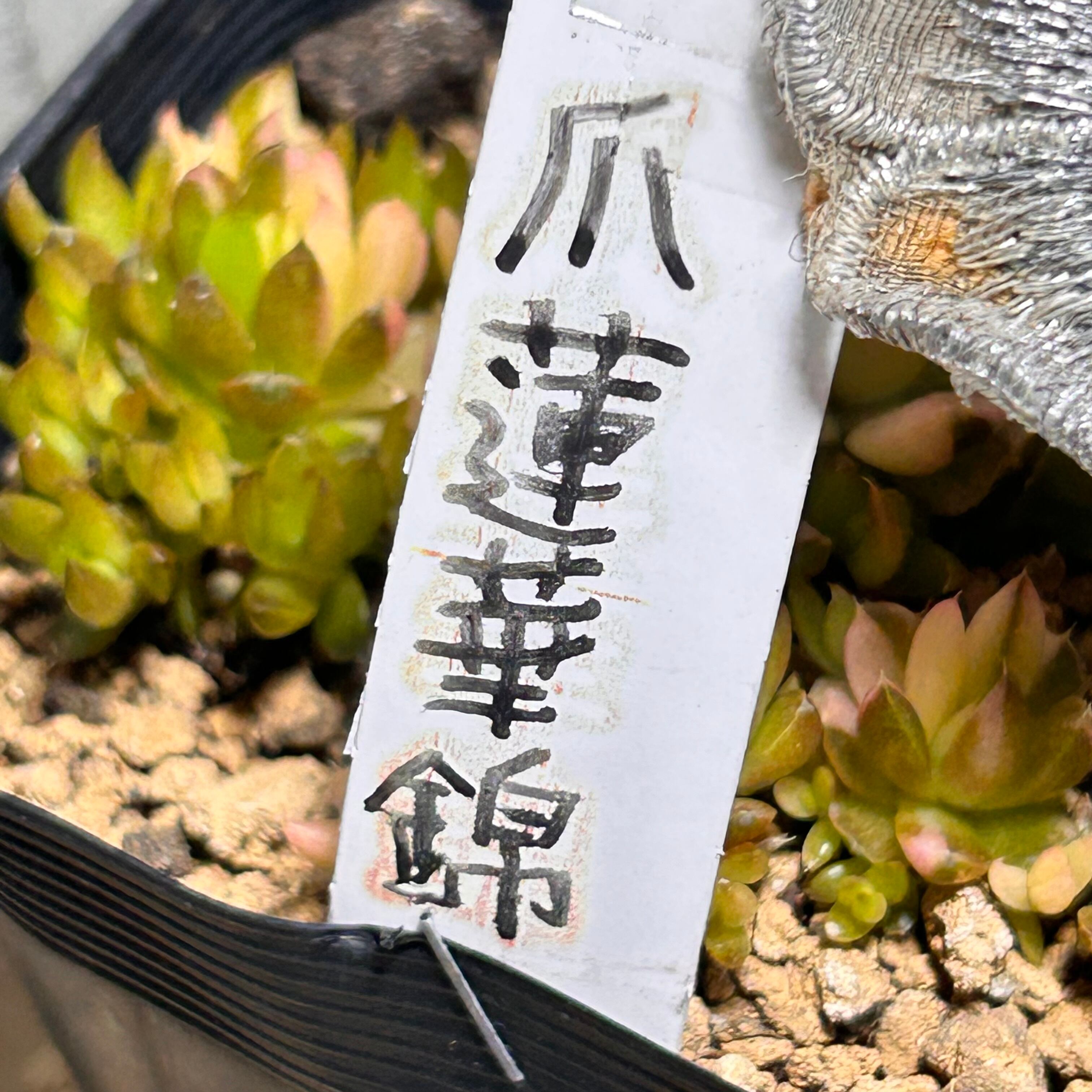 爪蓮華錦 | RuPo 多肉植物専門店