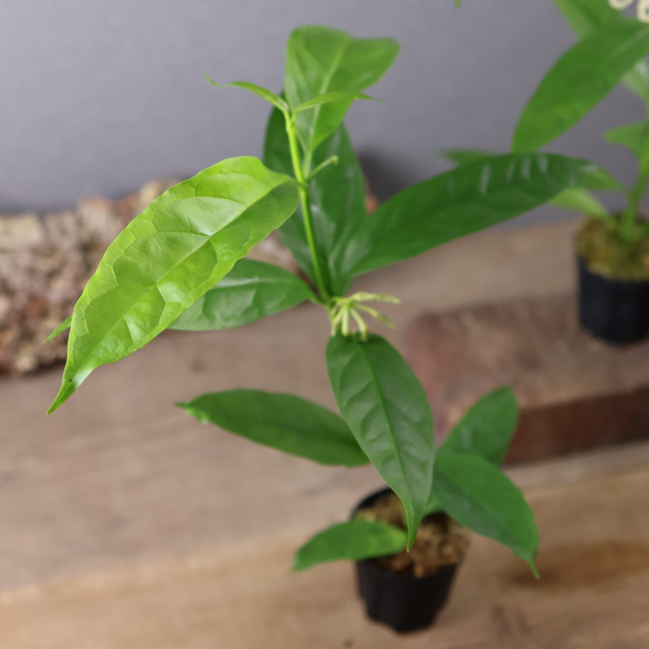 600『ホヤ デシプラエ』花苗【送料無料】 | MARX PLANTS | 観葉植物
