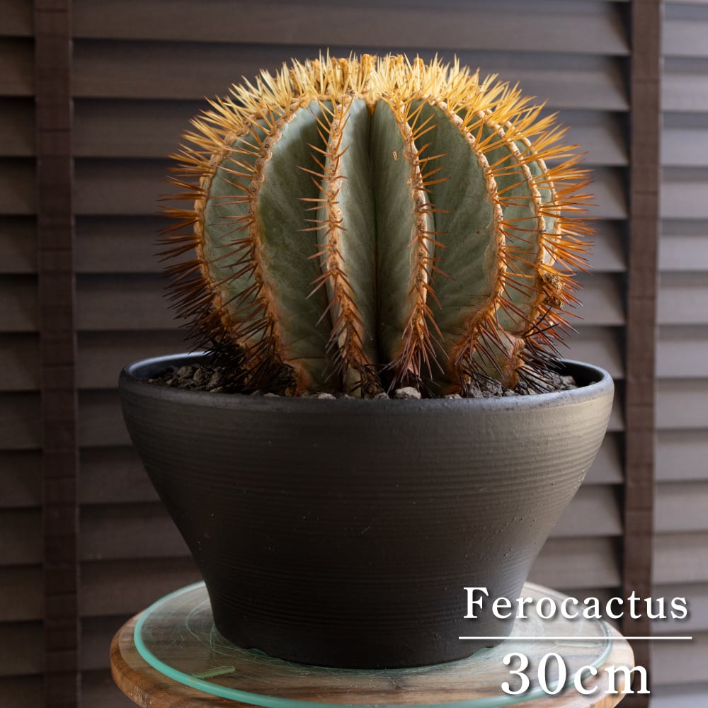 発根済】30cm 王冠竜 群生株 フェロカクタス ブルーバレルカクタス
