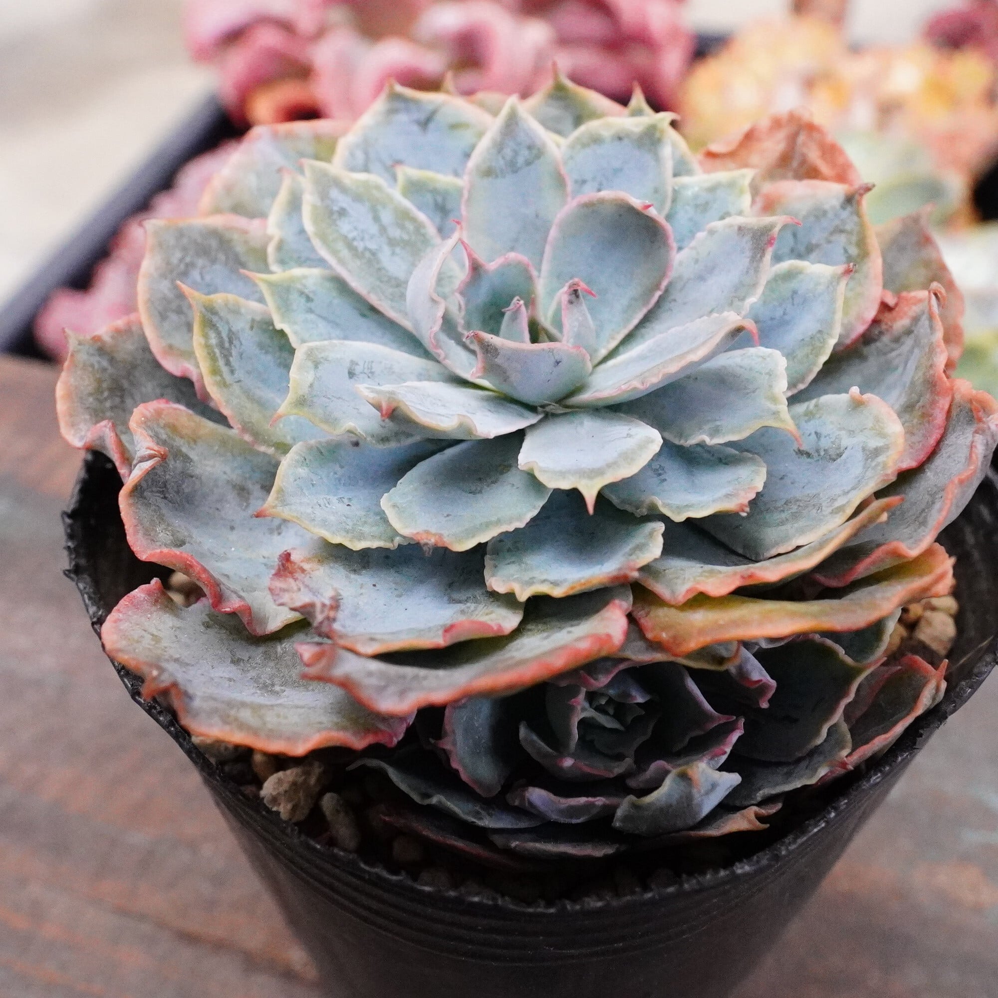 正規品，安い】 即決価格☆農園直売 多肉植物 寄せ植え アエオニウム属