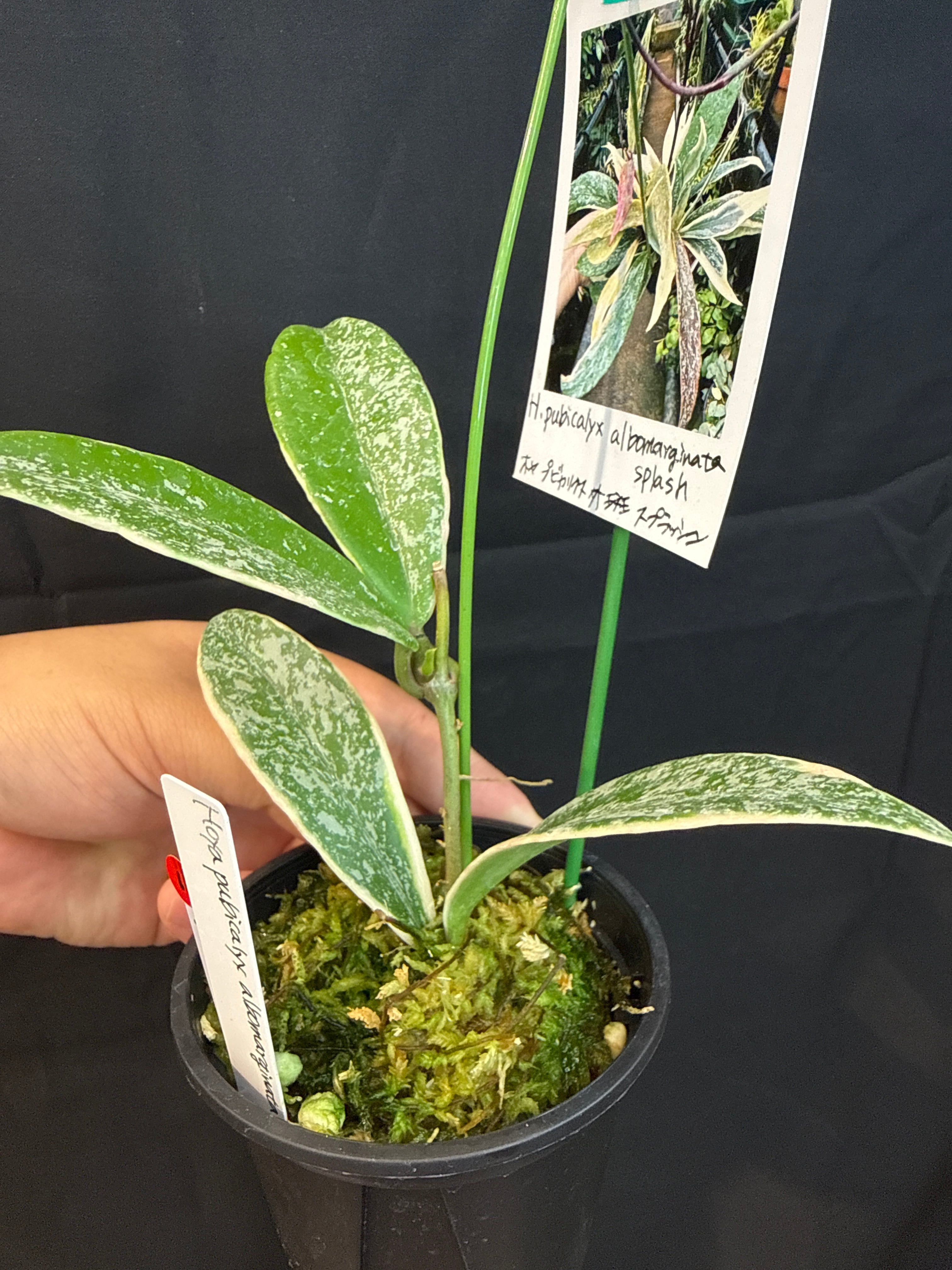 11. ホヤ プビカリクス アルボマルギナータスプラッシュ | Gardenえん