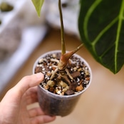 【希少な交配種】アンスリウム ワロクアーナム × アンスリウム レガレ③