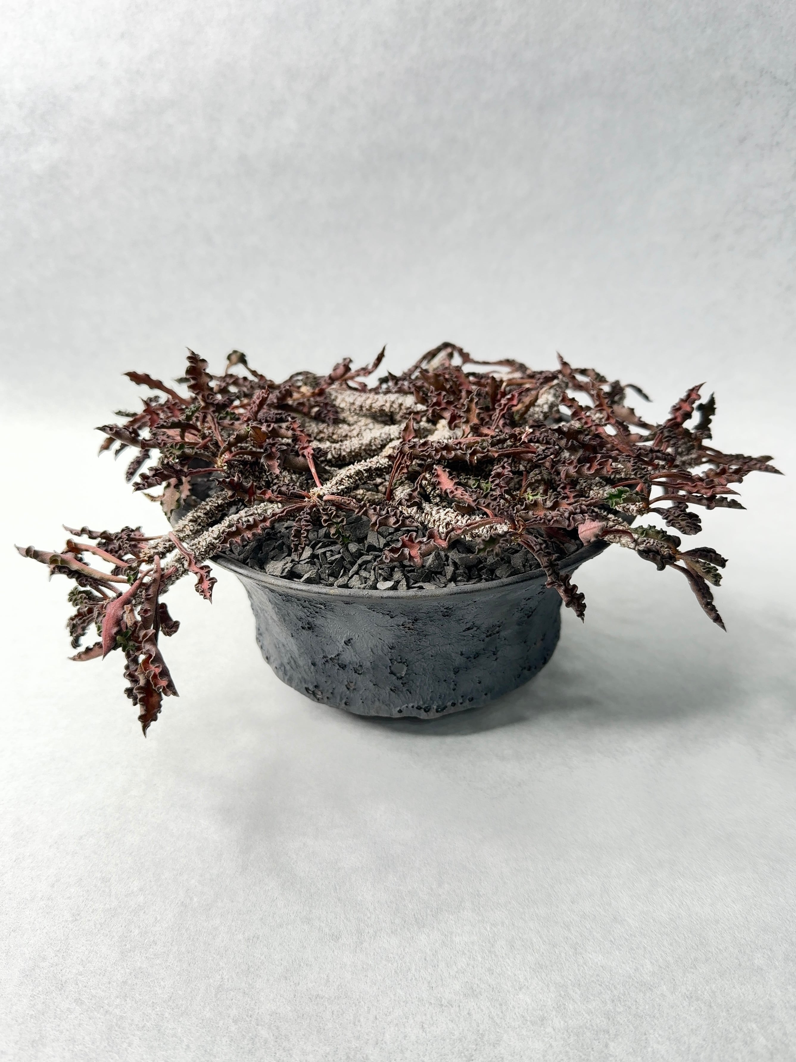 54.ユーフォルビア・デカリー | trigger