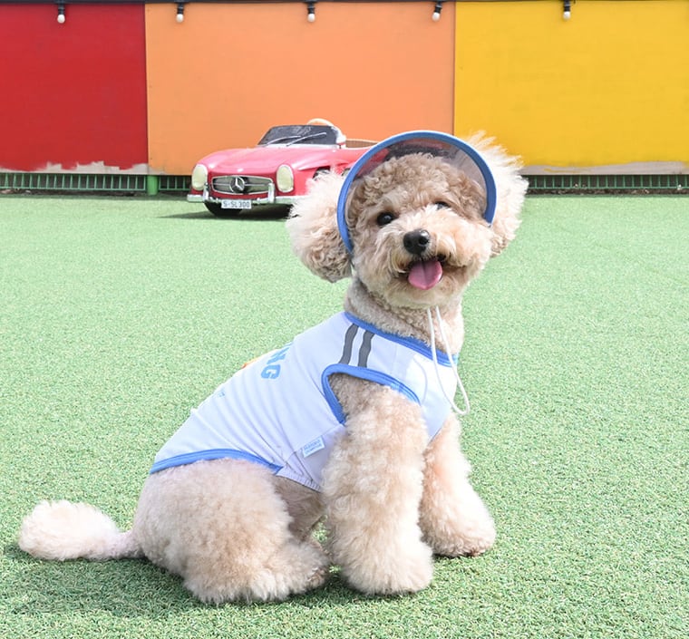 outdoor walking cool top set S ~ 2XL 2color  /  犬服 夏 新作 冷感 トップス タンクトップ 可愛い 犬の服 ドッグウェア サンバイザー 暑さ対策 ワンコ服 UV対策 小型犬 中型犬 猫 top142