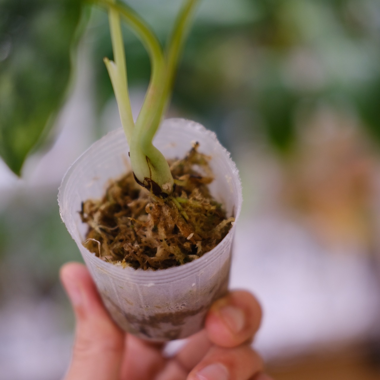 【斑入り】Alocasia dragon scale / アロカシア ドラゴンスケール