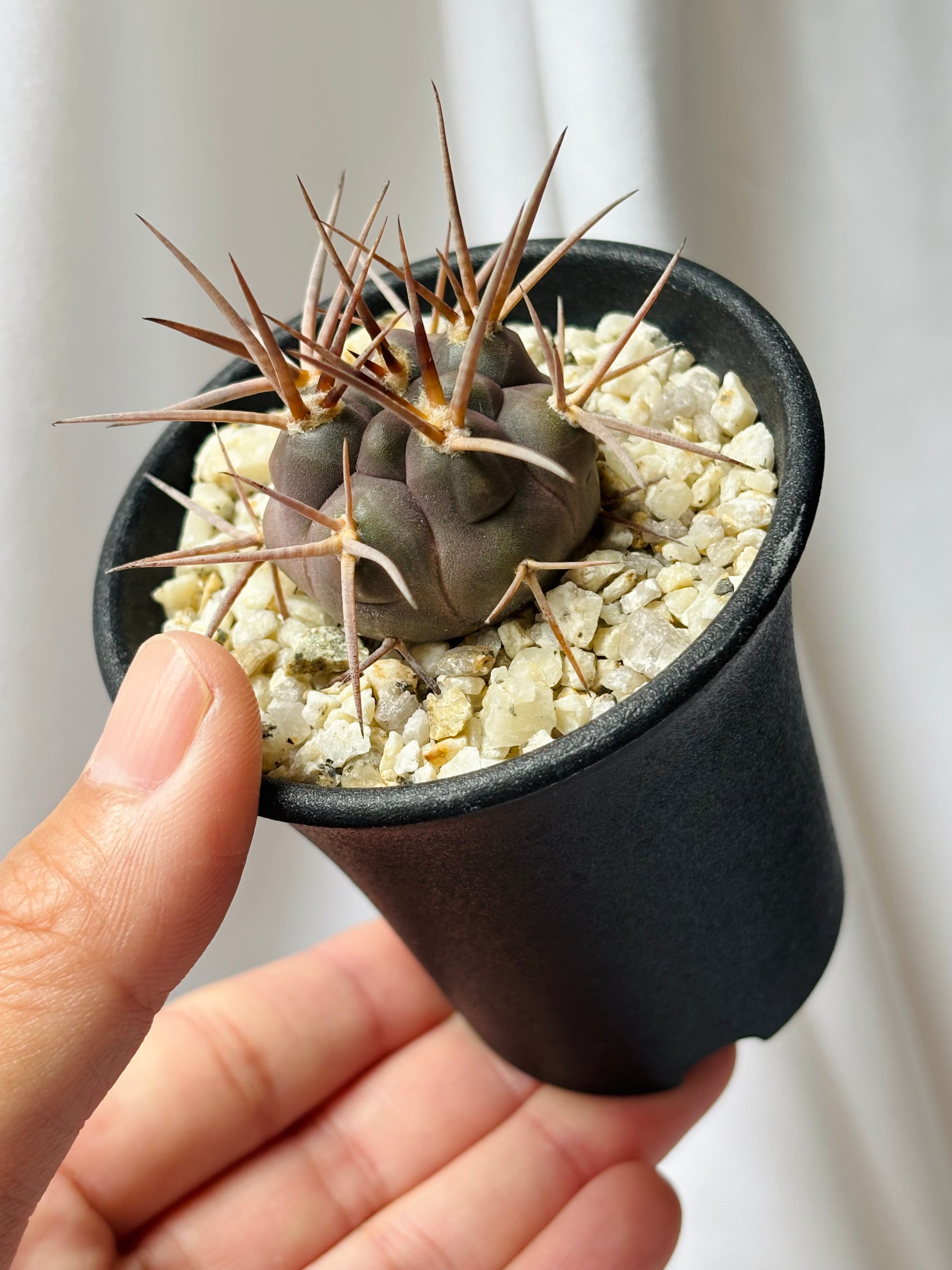 Gymnocalycium mazanense ギムノカリキウム 守金魔天竜 サボテン