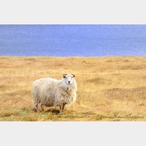 No.2-サイズS『Súðavikの羊 #1』