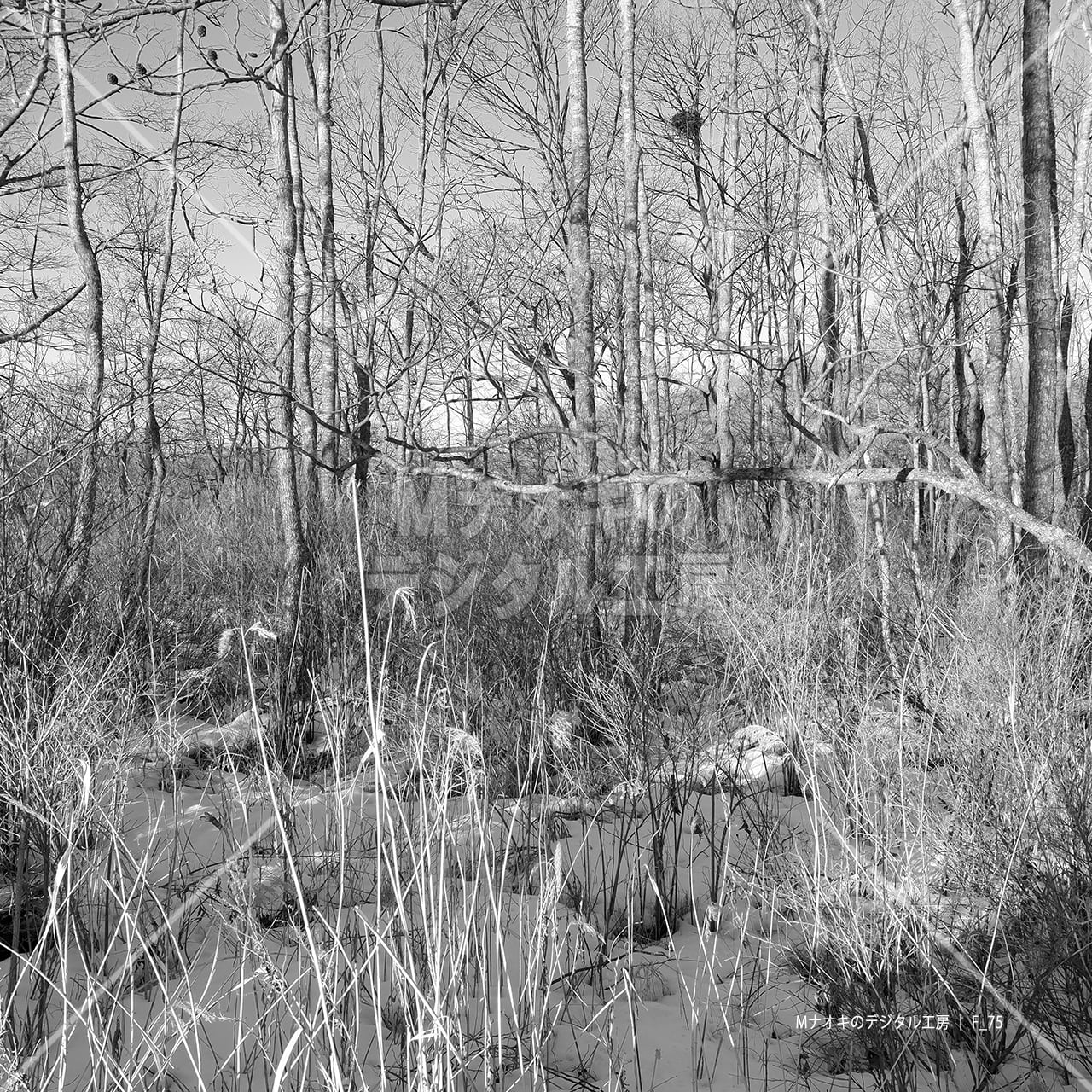 冬の林 モノクロ 【F_75】　winter forest monochrome