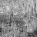 冬の林 モノクロ　 winter forest monochrome