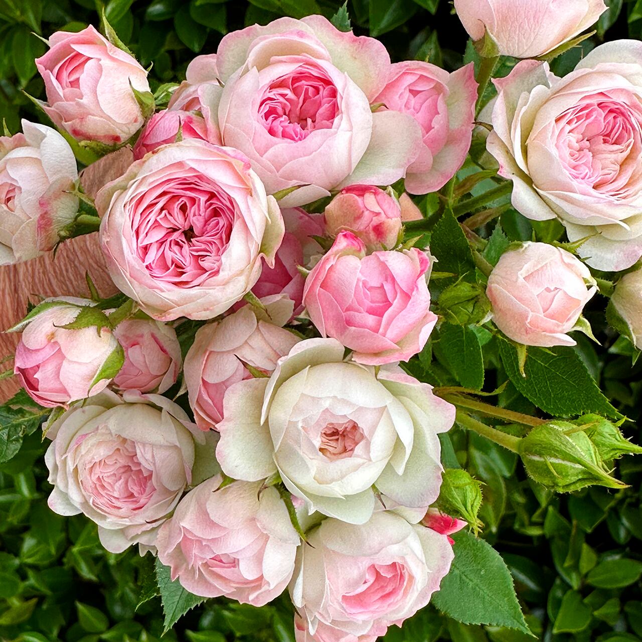 バラ大苗 | CoppiceGARDEN（コピスガーデン）