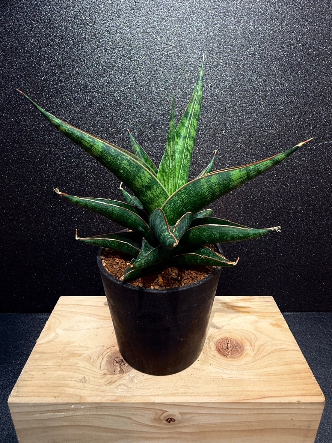 プラブ サンセベリア 2.5号 希少 レア 原種希少品種 観葉植物 空気清浄