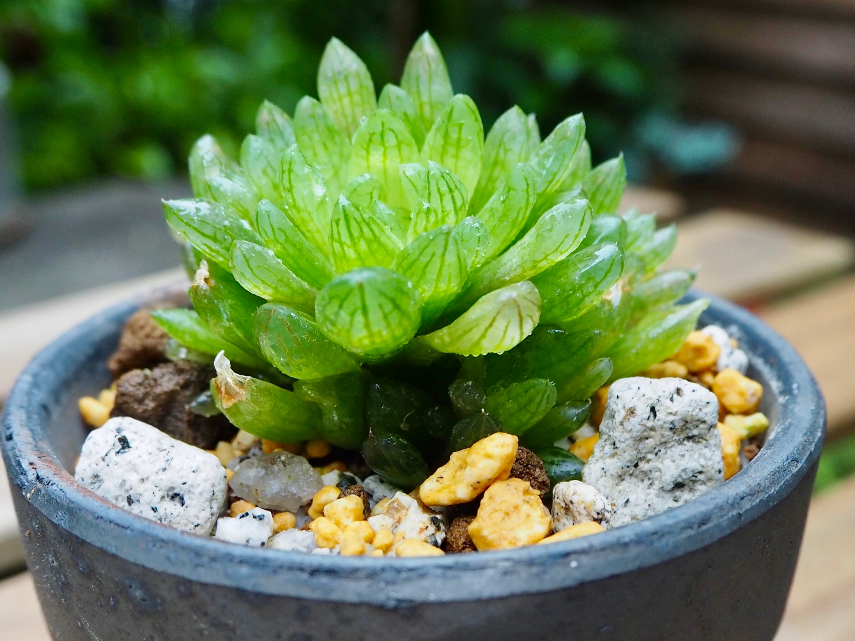 ハオルチア　オマケ 15552OR.ZZ.1358OR.01 ロイヤル オーク オートマティック ｜オーデマ