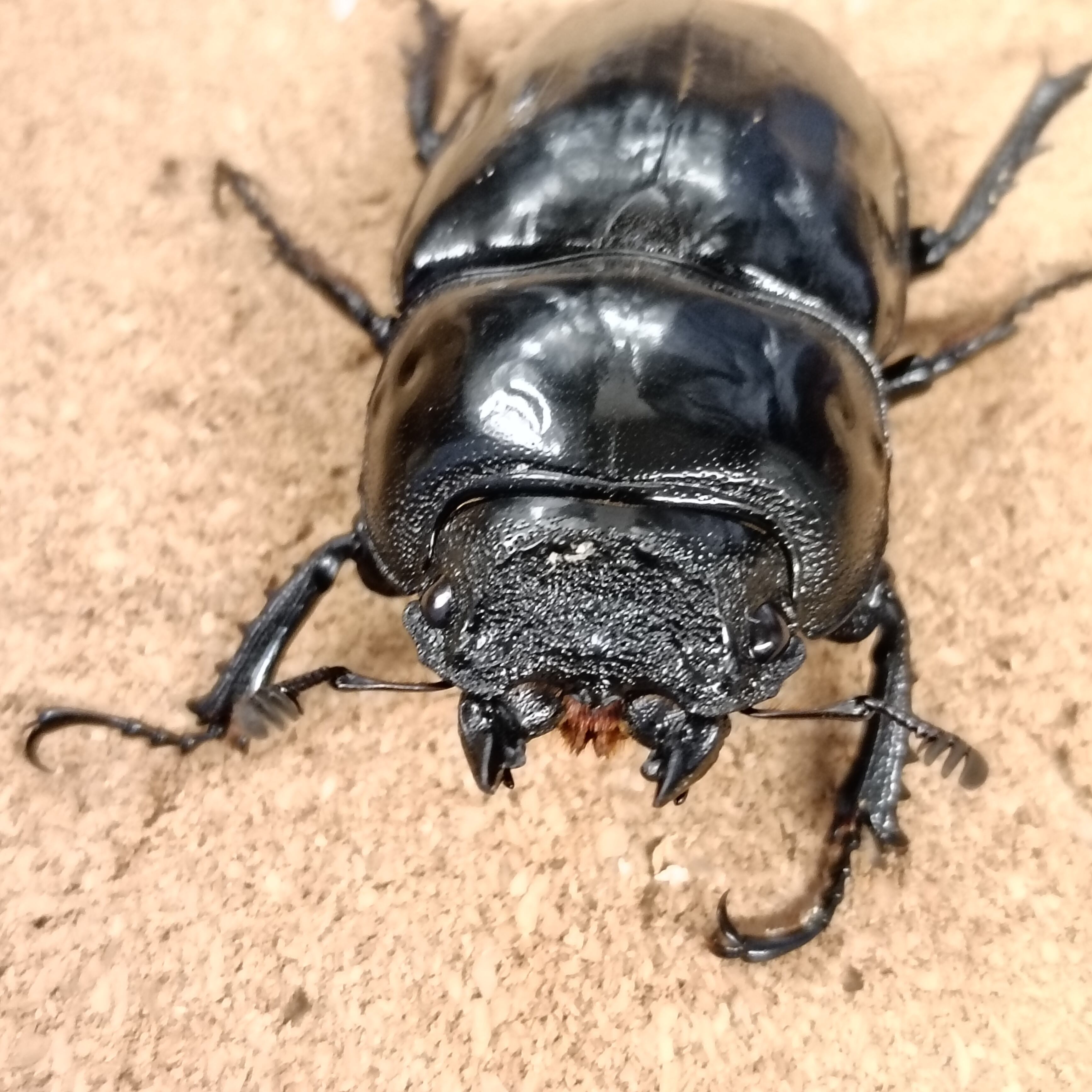 タランドゥスオオツヤクワガタ ♂ 82.2mm、♀52.5mm ペア | カブクワ