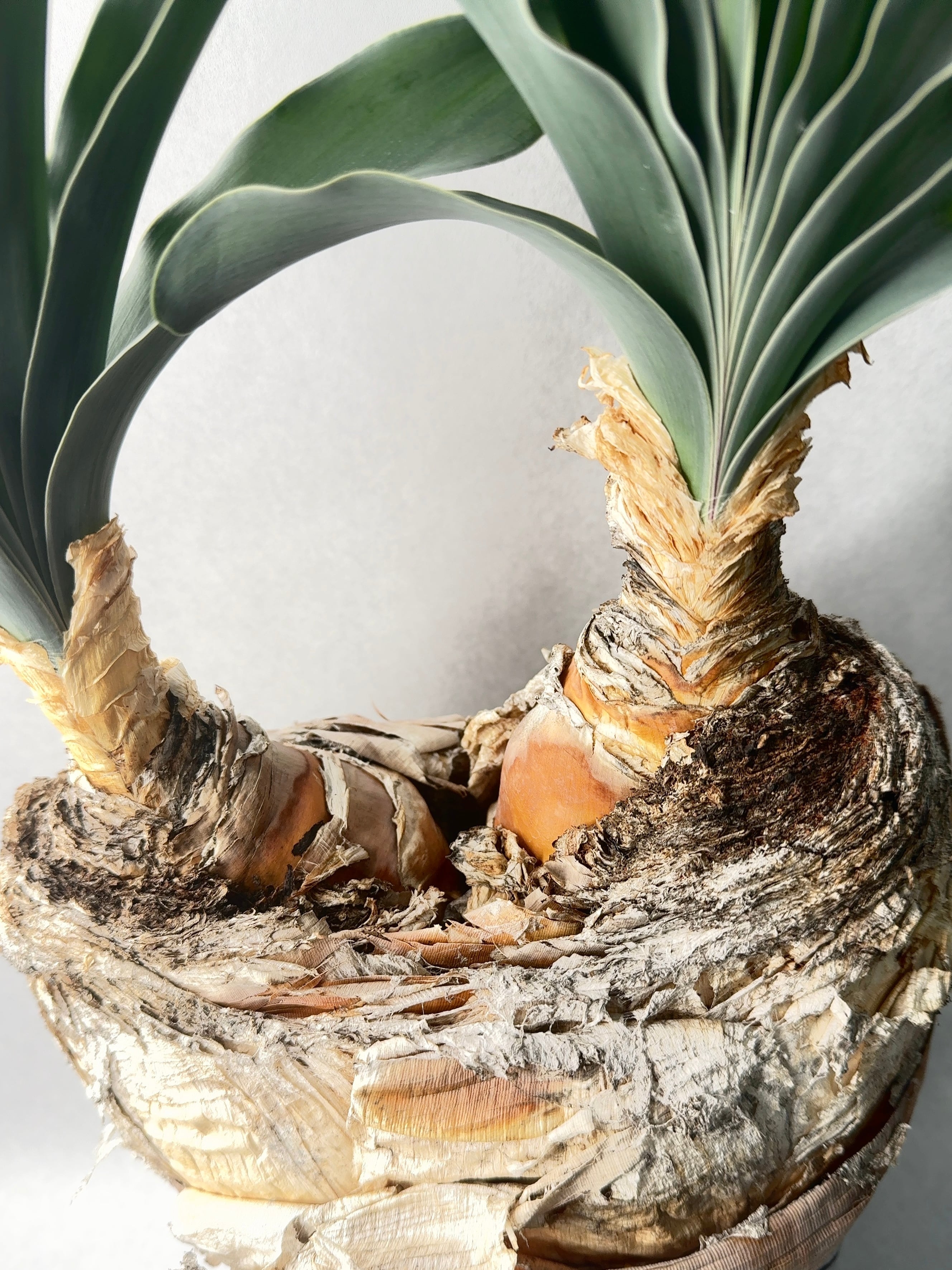 ブーファン・ハエマンソイデス(ダブルヘッド) | trigger