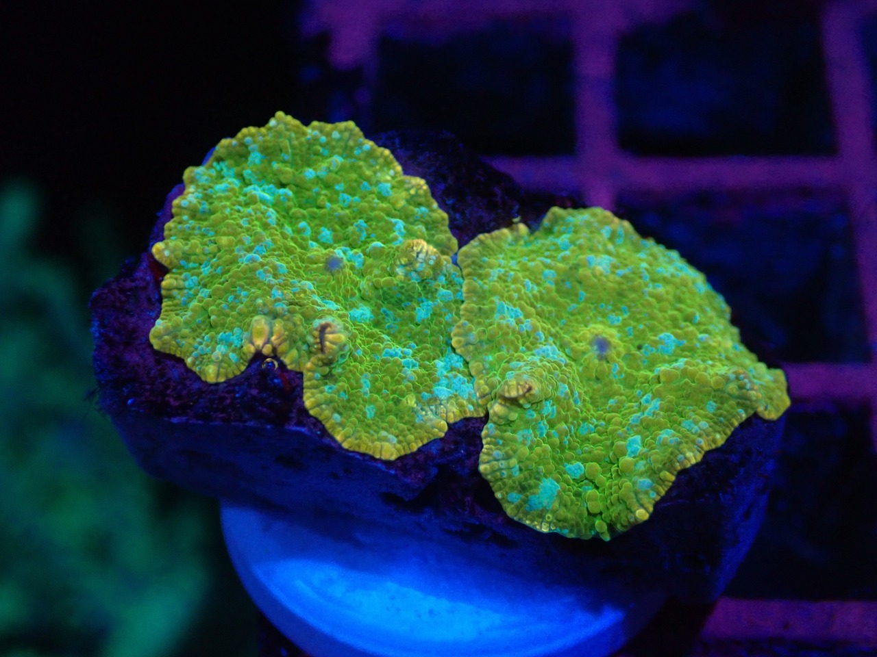 【一ヶ月熟成】Discosoma WaterMelon  "Gold"2