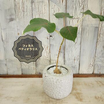 観葉植物】ウンベラータ 曲げ 寄植え 受皿付 | PAY ID