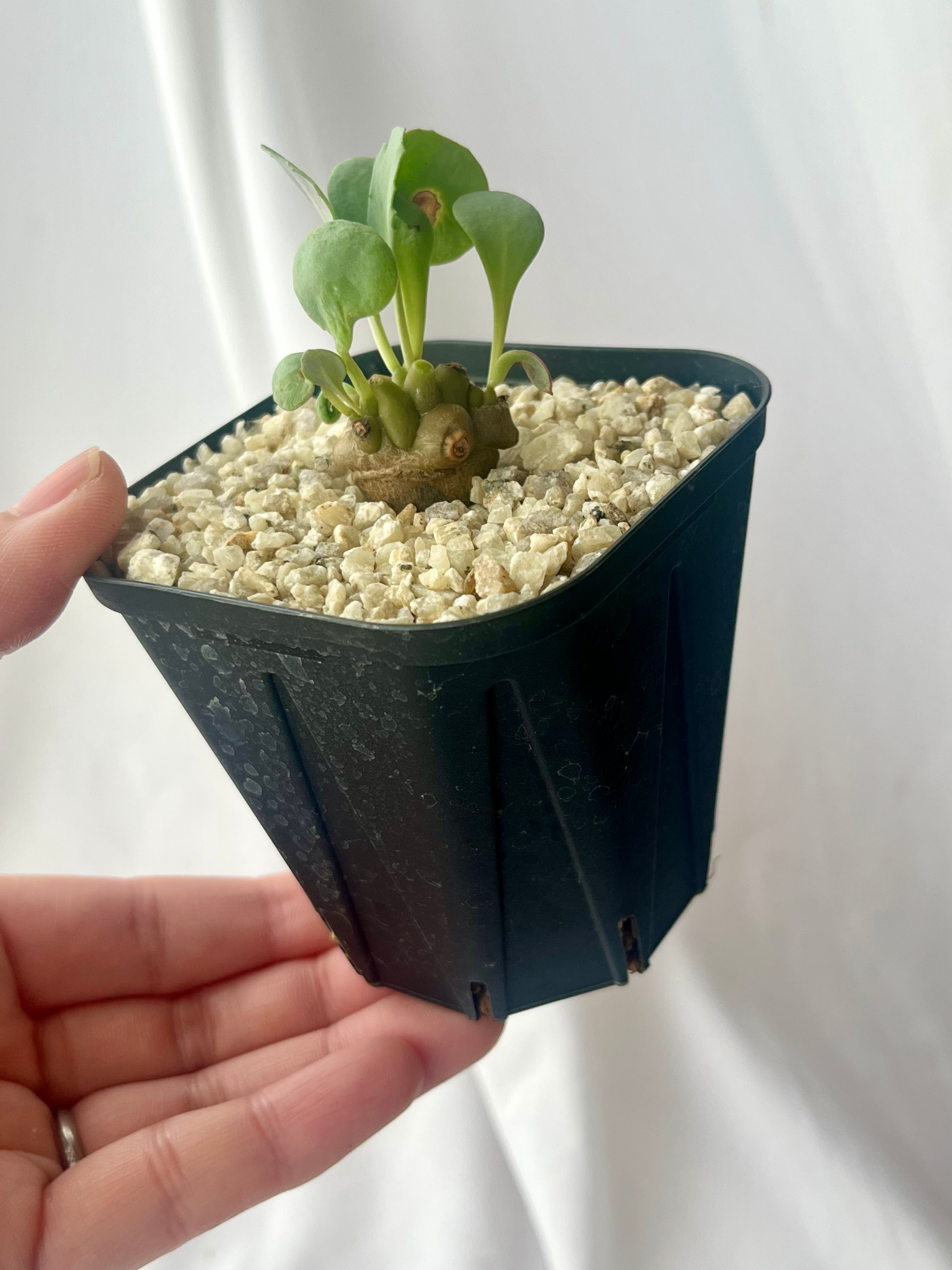 K49 【パンダ園芸】塊根植物 Othonna retrorsa /オトンナ レトロルサ 極上株 3株 同梱 Othonna herrei オトンナ ヘレー 蛮鬼塔 塊根植物 | plants MARU ー