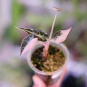 アロカシア バンビーノ ピンク│Alocasia bambino Pink⑯│観葉植物