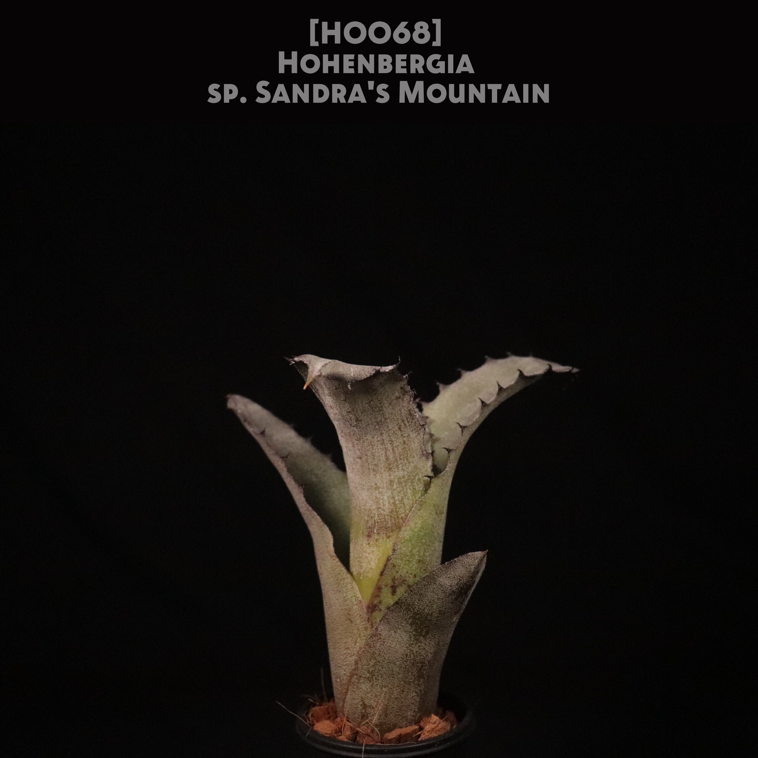 【送料無料】 Hohenbergia sp. Sandra's Mountain〔ホヘンベルギア〕現品発送H0068