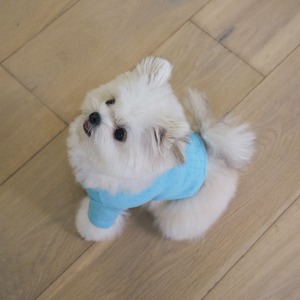 【予約】[ togethering ] Eyelet Crop T-Shirt｜Sky Blue