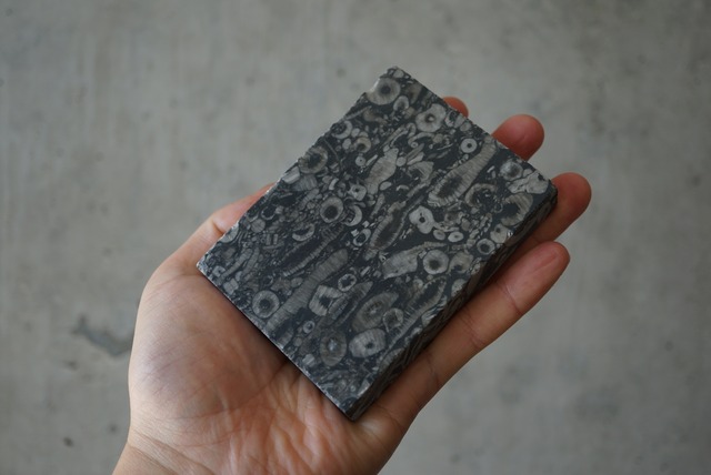 ウミユリ化石 Crinoid Fossil 1102