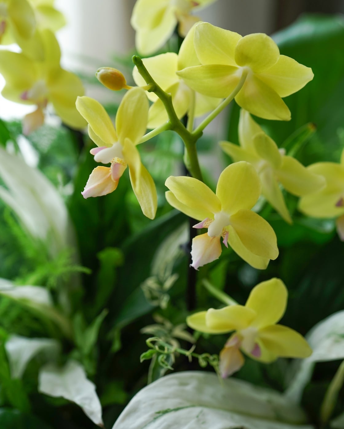 ファレミディ ガラスの器植え 観葉植物寄せ植え 胡蝶蘭 | アトリエ