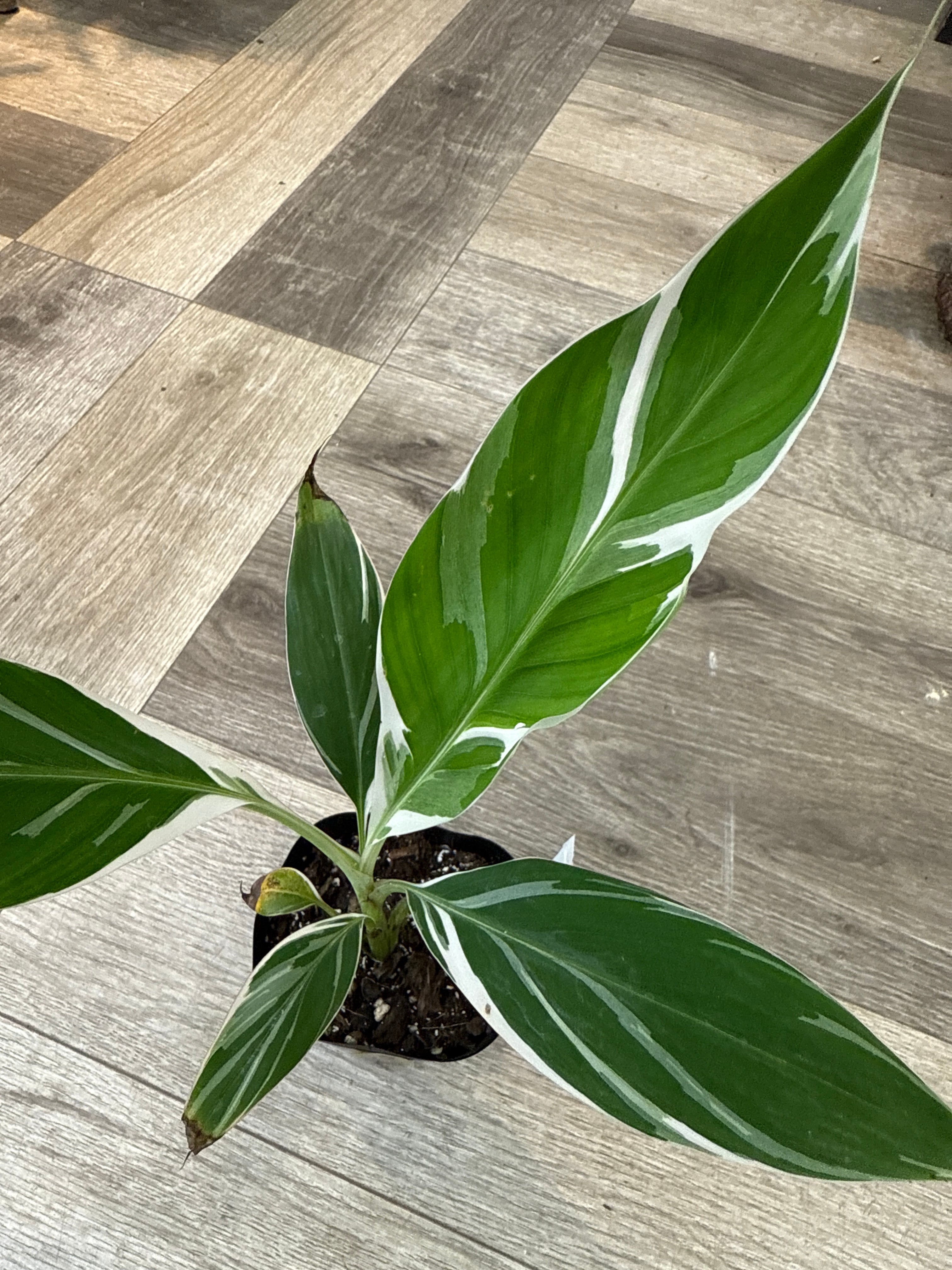 Aglaonema pictum“草わるん18”AT from Tigalingga【AZ0818-5h】 | Pay ID