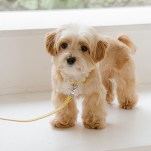 予約【stroll】Lumiere Collar (butterCream)