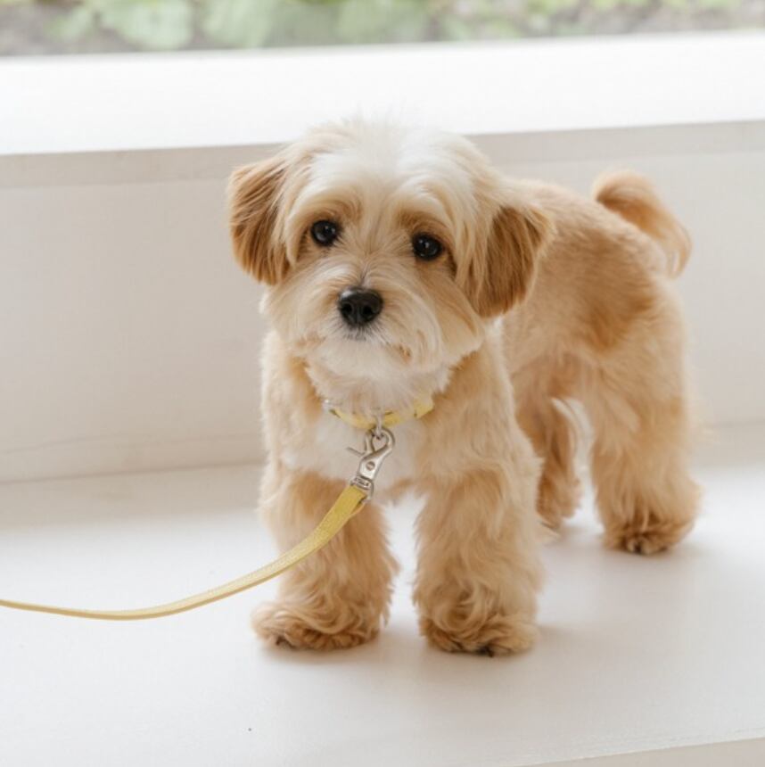 予約【stroll】Lumiere Collar (butterCream)