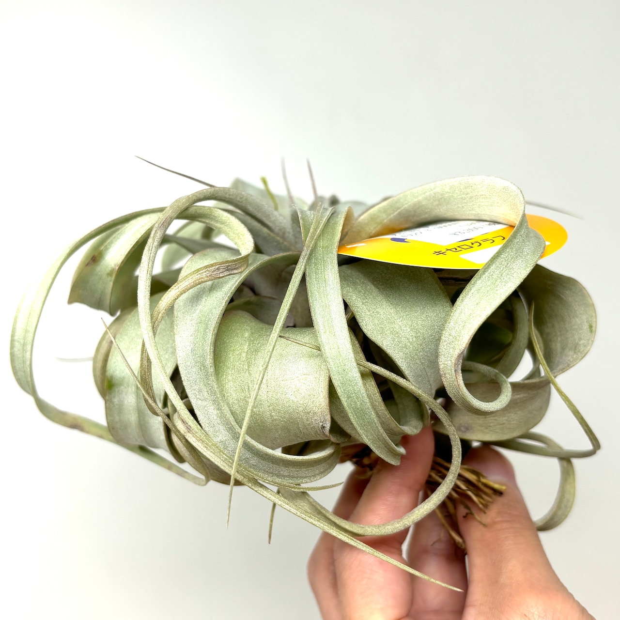 チランジア キセログラフィカ【620】