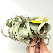 チランジア キセログラフィカ【620】