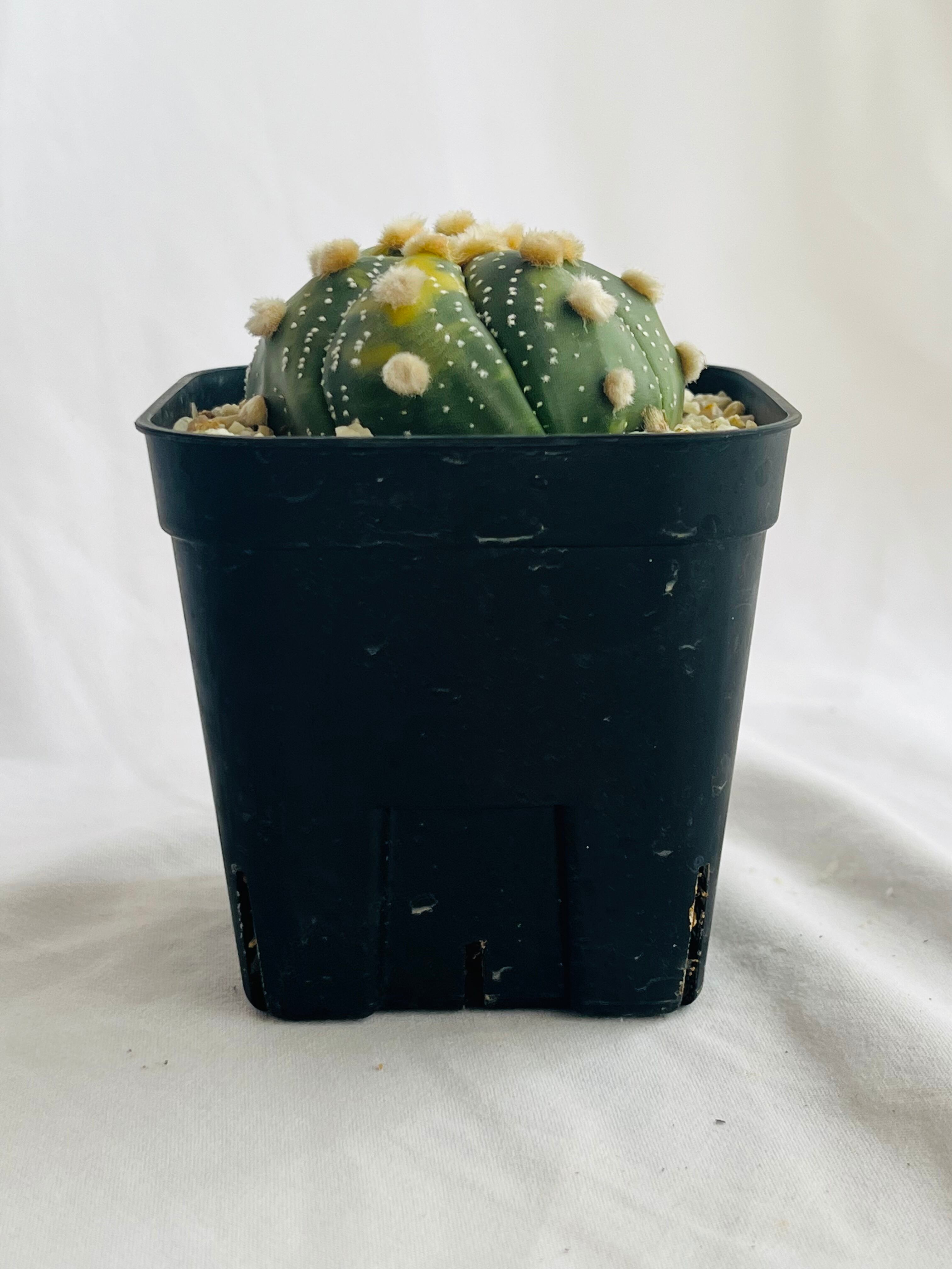 Astrophytum asterias 瑠璃兜錦 兜丸 サボテン | plants MARU