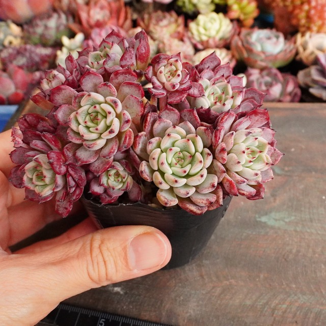 群生！　大人気 【沙羅姫牡丹 1】エケベリア　極上　韓国多肉　紫