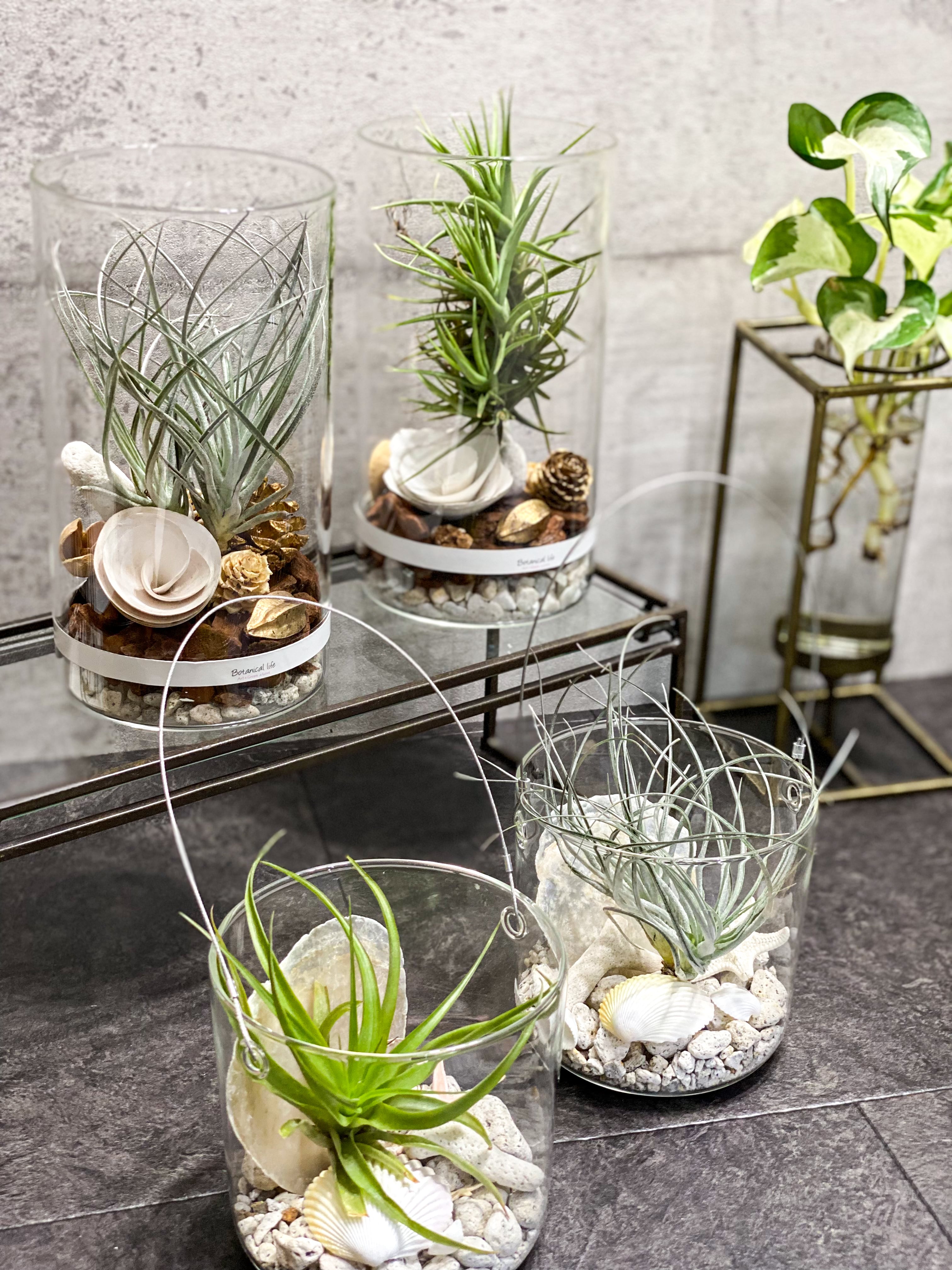 エアープランツ付きガラスハンギングテラリウム Amazon.co.jp: ハンギング テラリウム ガラス花瓶 大容量 エアプランツ