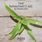 【送料無料】Racinaea fraseri〔エアプランツ〕現品発送T1447