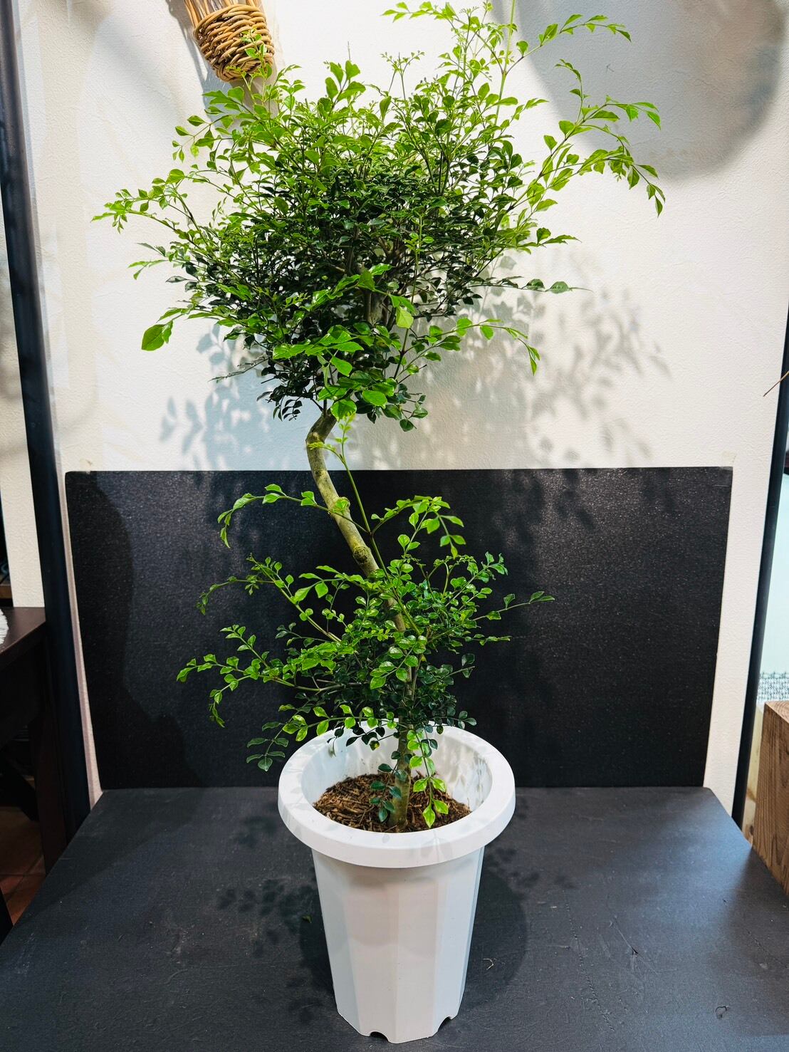 シマトネリコ 曲がり仕立て 7号 | 観葉植物と雑貨のお店 VIVAGREEN